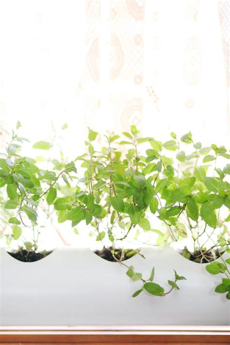 Self watering planters are a wonderful option to help you keep your houseplants healthy. Make a Floating PVC Window Planter - A Beautiful Mess ...
