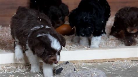 F1b aussiedoodle puppies champion lines, genetic health and ofa tested. Mini Aussiedoodle Puppies for Sale - YouTube