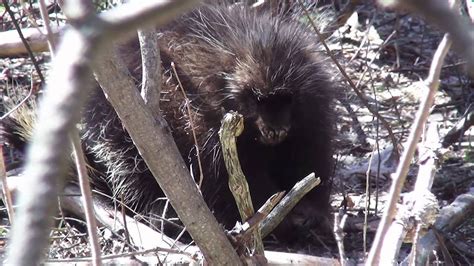 Porcupine With Injured Face Youtube