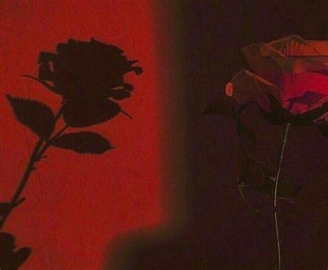 Red Rose Rose Shadow Red Aesthetic Red Aesthetic Grunge Rainbow