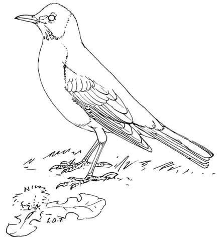 This robin coloring page features a picture of a robin to color. American Robin coloring page from Robins category. Select ...