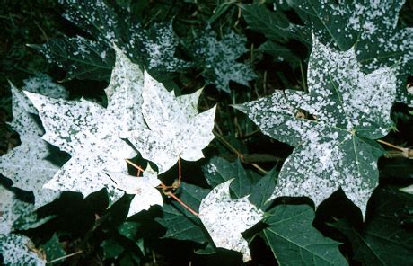 We did not find results for: Powdery Mildew Control - Request Tree Services Today ...