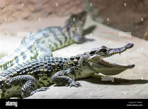 Small Crocodile Showin His Teeth Stock Photo Alamy