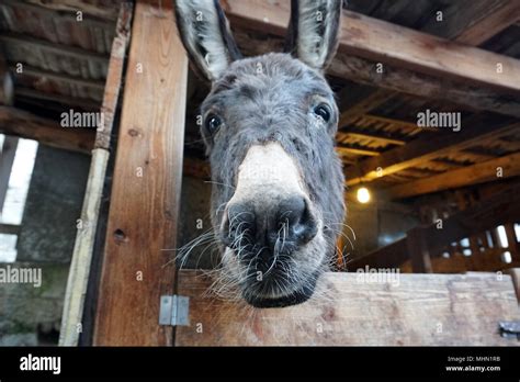 Christmas Donkey In Stable Close Up Stock Photo Alamy
