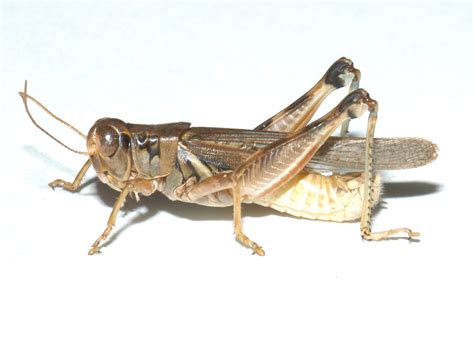 Melanoplus Sanguinipes Migratory Grasshopper Male Flickr