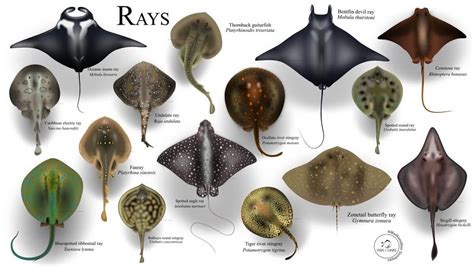 15 Different Types Of Rays With Pictures Ouachitaadventures
