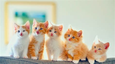 Cute Kittens Wallpaper For 1920x1080