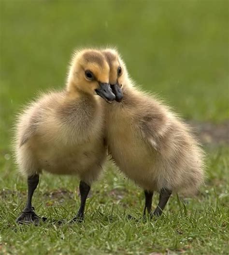 Image Detail For Baby Duck Cute Baby Animals Baby