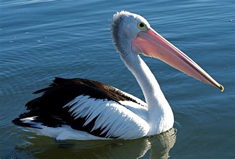 Birds Of The World Pelecanus Conspicillatus Australian Pelican