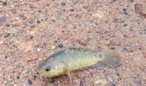 Rare Fish Which Can Breathe On Land For Six Days Spotted
