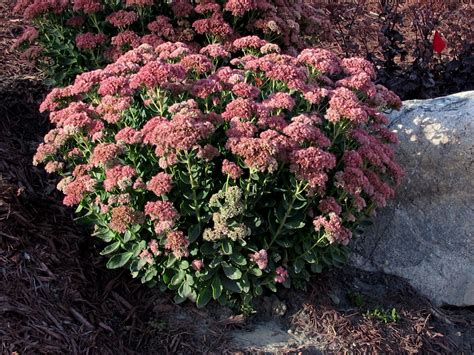 Awesome Asters And Autumn Joy Sedum Knechts Nurseries And Landscaping