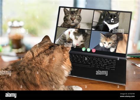 Back View Of Cat Talking To Cat Friends In Video Conference Group Cats