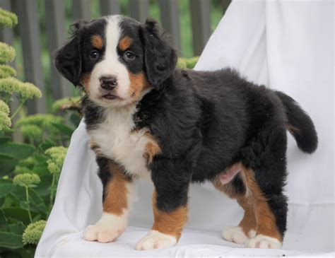 Akc Registered Bernese Mountain Dog For Sale Millersburg Oh Male Ber
