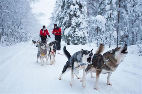 Dog Sledding In Kiruna Book Easily Online Hotel E10