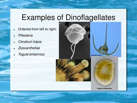 Ppt Dinoflagellates Powerpoint Presentation Free Download Id6080196