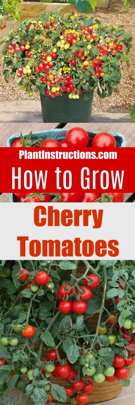 How To Grow Cherry Tomatoes In Pots Plant Instructions