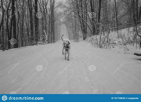 A Dog Labrador Retriever Running On Snow Holding His Own Leash In His