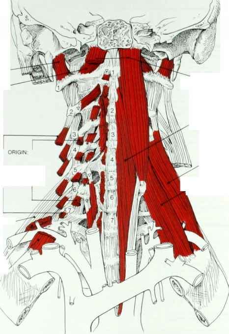 Joint Movements Of The Cervical Spine Muscles