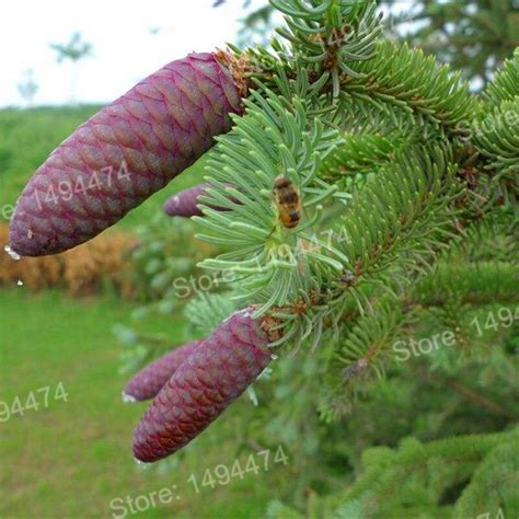 50pcs Colorful Tree Gardenling Spruce Plants Rare Evergreen Colorado