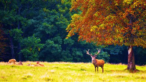 Forest Trees Nature Landscape Tree Autumn Deer Wallpaper 4161x2356