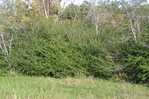 Controlling Chinese Privet During Winter Alabama Cooperative
