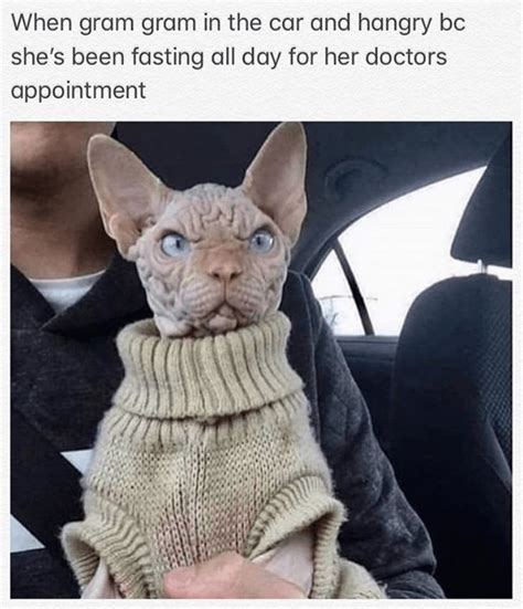29 Purrfect Caturday Cat Memes That Will Leave You Feline Good Cute