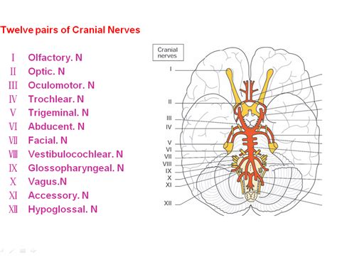 cranial nerve worksheet docx dual credit anatomy physiology my xxx hot girl