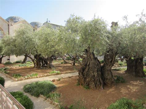 Travelers Of All Ages Garden Of Gethsemane Landscape Tree