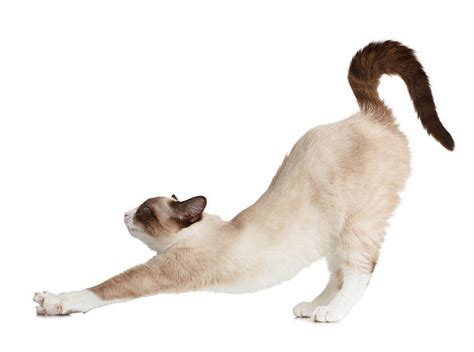 Cat Stretches Stock Photos Pictures And Royalty Free Images Istock