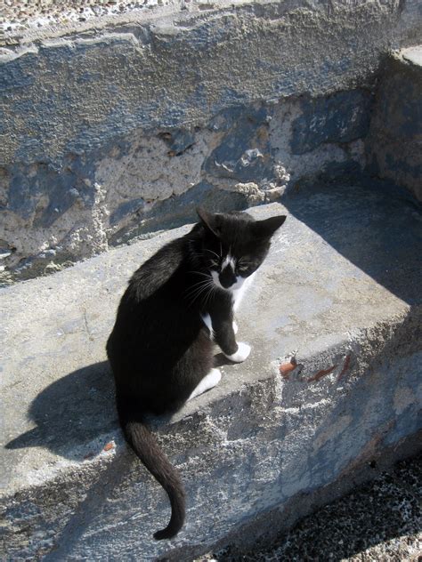 Kitty Cat In Greece Cats Black Cat Animals