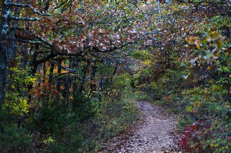 Trees Changing Color During Autumn In The Ozark Mountains Stock Image