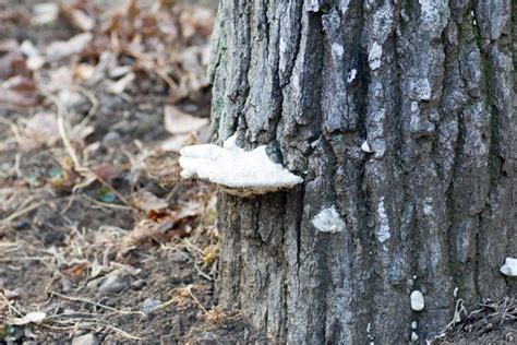 White Mushroom Growing On A Trunk Of Tree Stock Photo Image Of Fresh