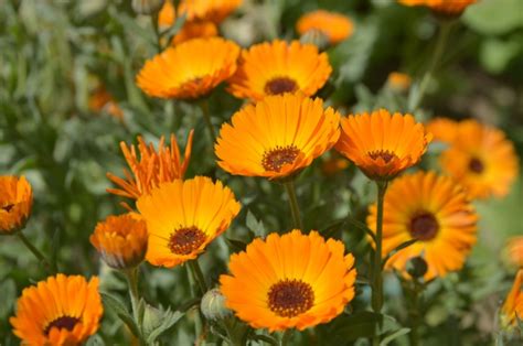 15 Fall Blooming Annuals You Must Plant Garden Lovers Club