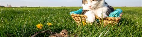 Kuikens In Het Land Poes In De Mand Zelfdoen