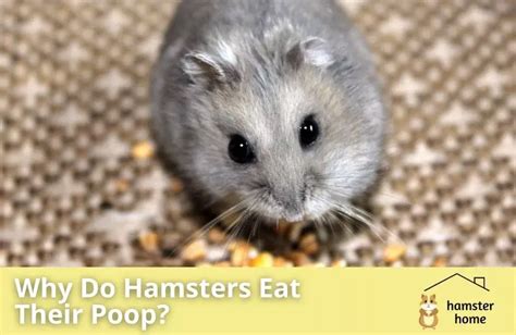 Why Do Hamsters Eat Their Poop • Hamster Home