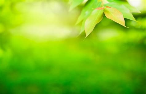 Premium Photo Springtime Natural Green Leaf In Morning Light For