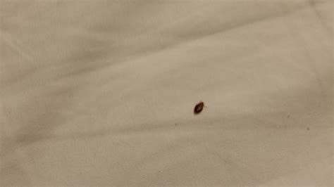 Bed Bug Close Up Picture Of Club Laverton Motel