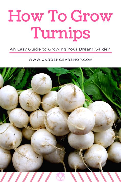 How To Grow Turnips In 2020 Turnip Growing Turnips Growing