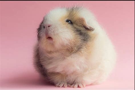 According to the national down syndrome society , people with down syndrome tend to share some or all of the following traits she's now the proud owner of sunset animal clinic in miami, florida. down syndrome hamster - TDF Blog