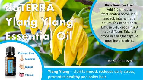 doterra ylang ylang essential oil uses