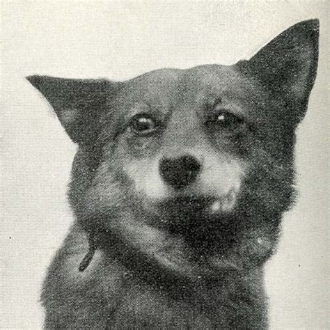 finnish spitz dog breed information