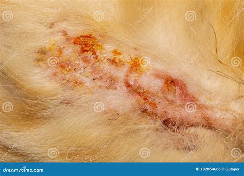 Bacterial Skin Infection Pyoderma Or Lichen On The Skin Of A Red Cat