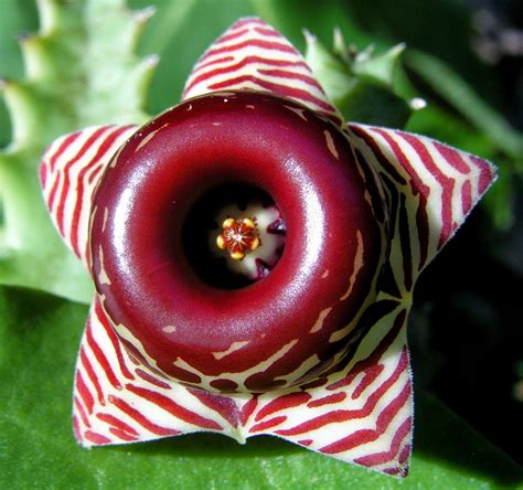 Blok888 Top 10 Weirdest Flowers In The World