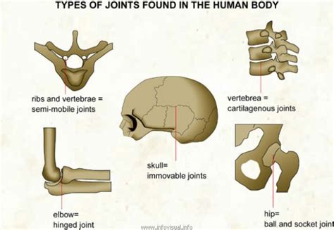 How Many Joints In The Human Body How Many Are There