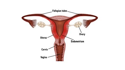 What Is The Function Of The Vagina