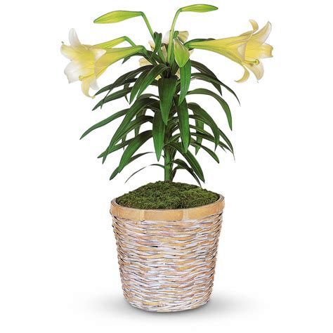 Easter Easter Lily Blooming Plant Same Day Delivery In Greater