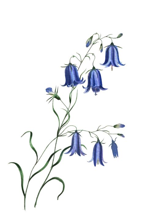 Flowers Bluebells Watercolor Free Stock Photo Public Domain Pictures
