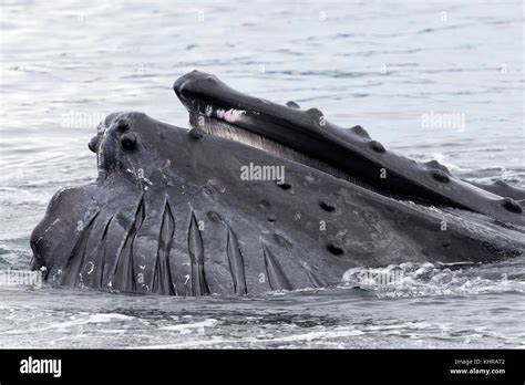 Humpback Whale Megaptera Novaeangliae Gulp Feeding Southeast Alaska