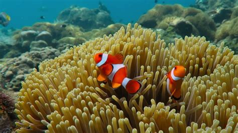 Pair Of Swimming Clownfish In Stock Footage Video 100 Royalty Free