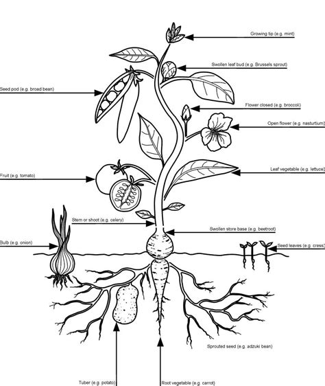 Edible Parts Of Plants Chart